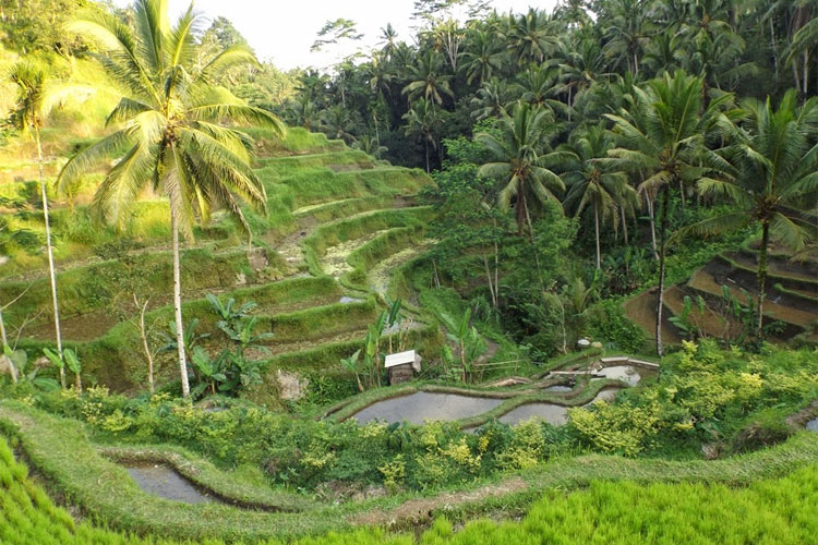 Pengembangan-Desa-Wisata-Kendran-Sebagai-Daya-Tarik-Wisata-Di-Kecamatan-Tegalalang.html